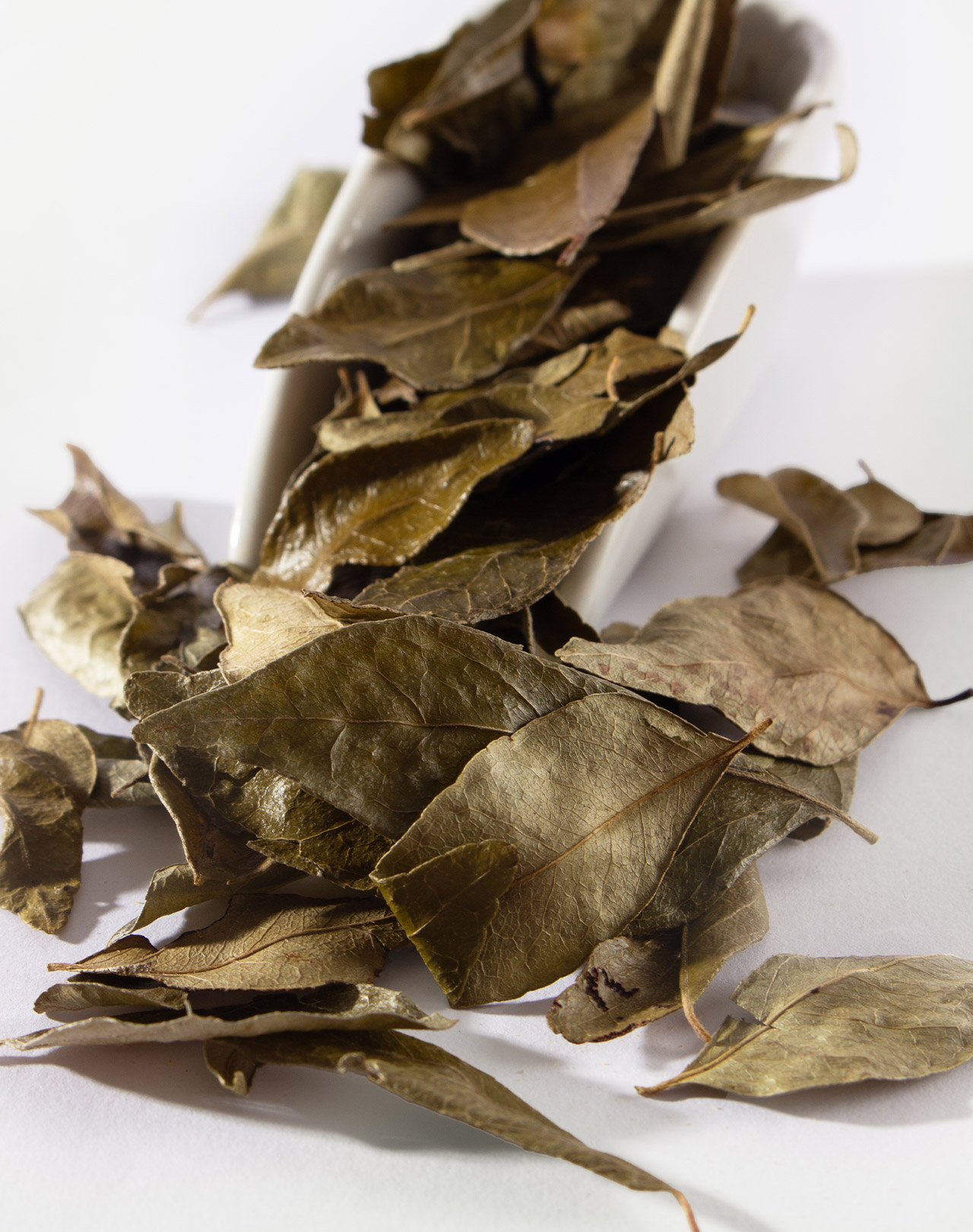 Curryblätter Curryblätter